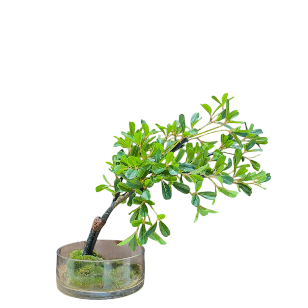 MKFA0323 Foliage Arrangement