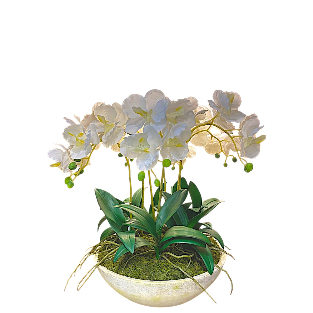 MKFA0326 Vanda Orchid Arrangement