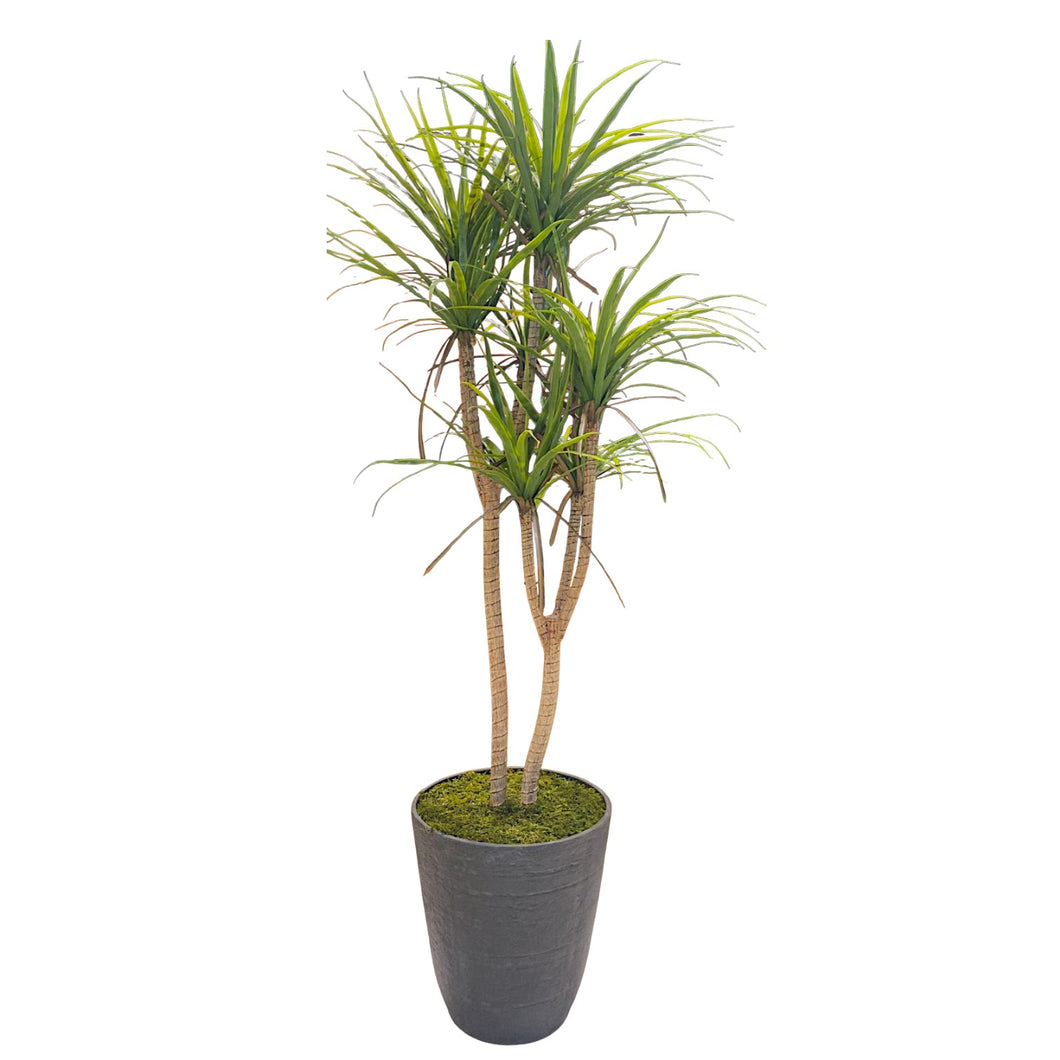 MKFA0339 Dracaena Tree