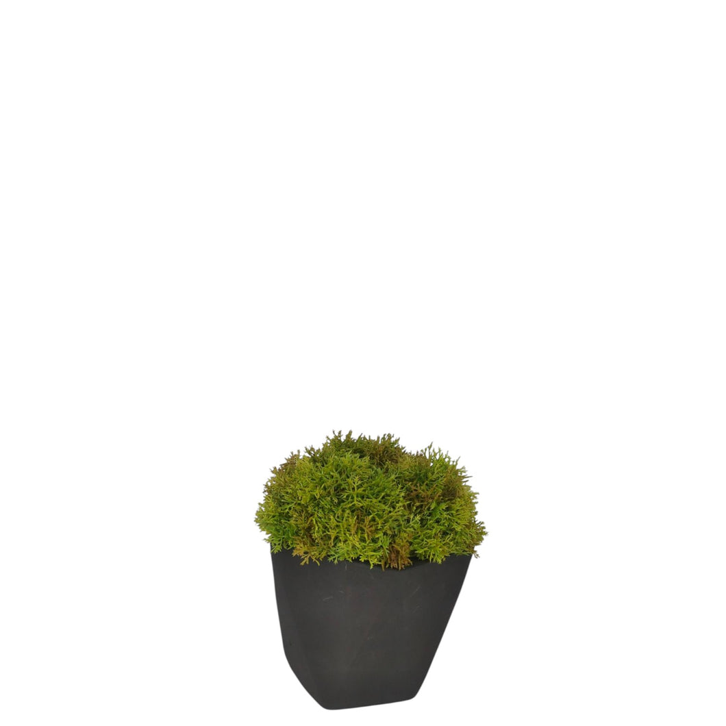 Moss Turf (Small) 17cm.