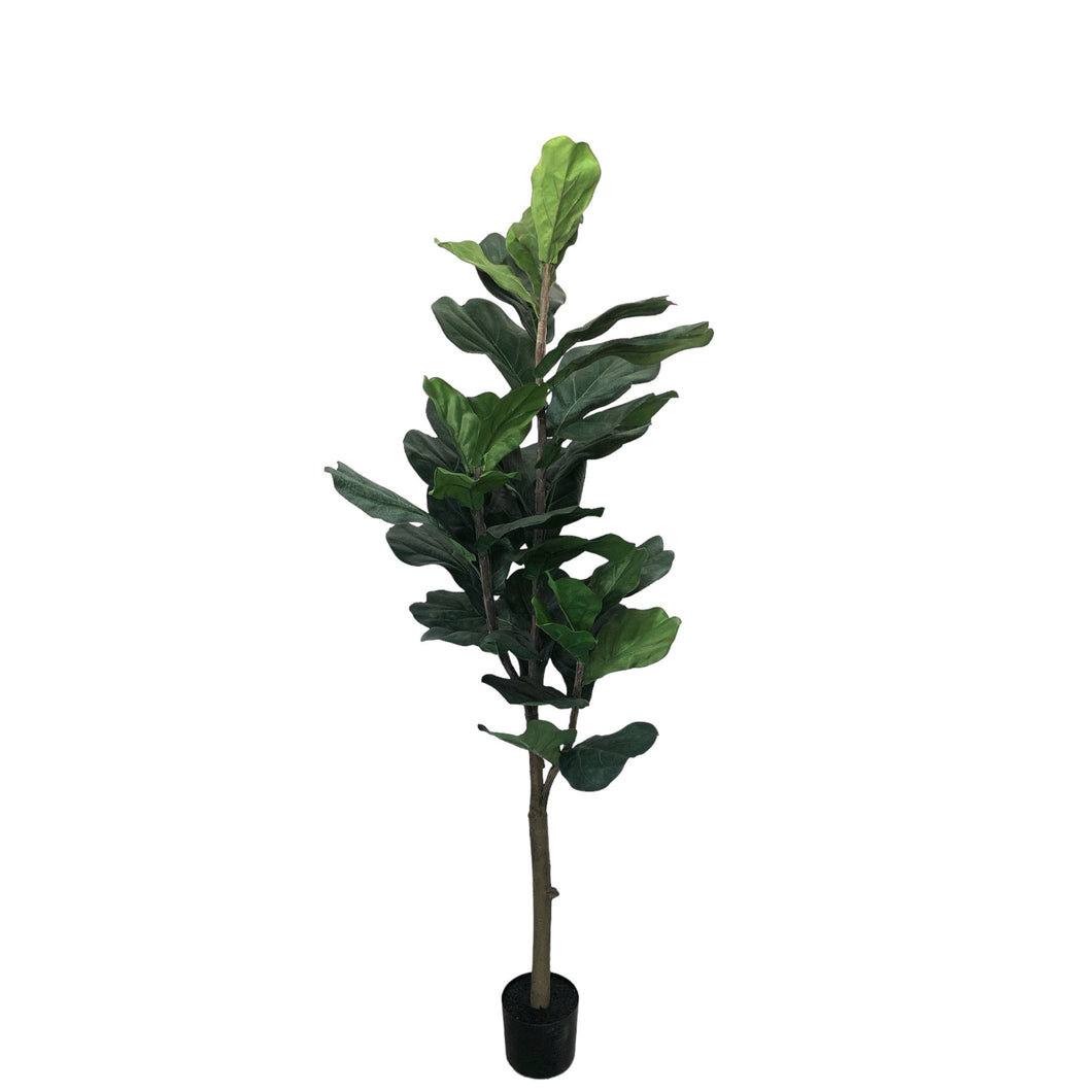 Fiddle-leaf Fig Tree 158cm.