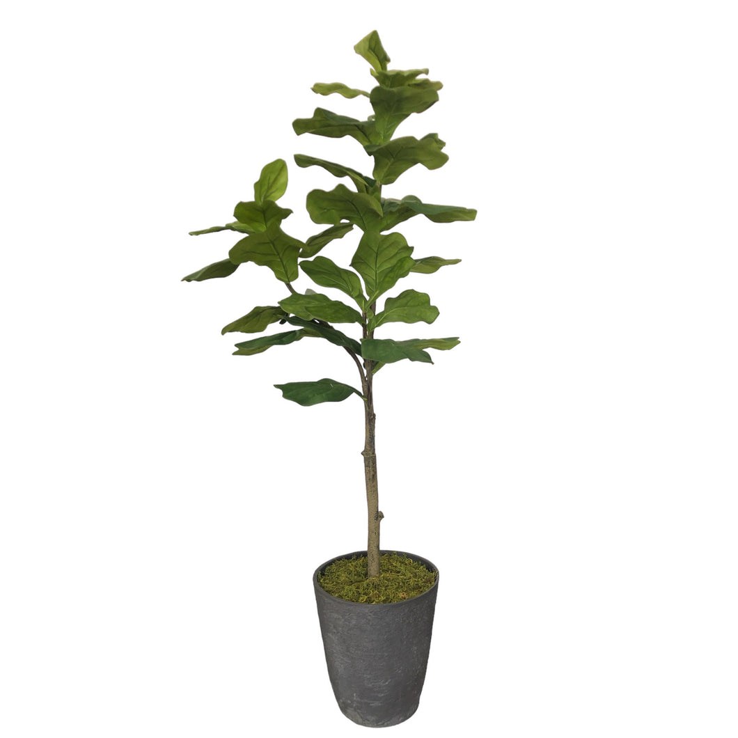 Fiddle Leaf Fig Tree 175cm.