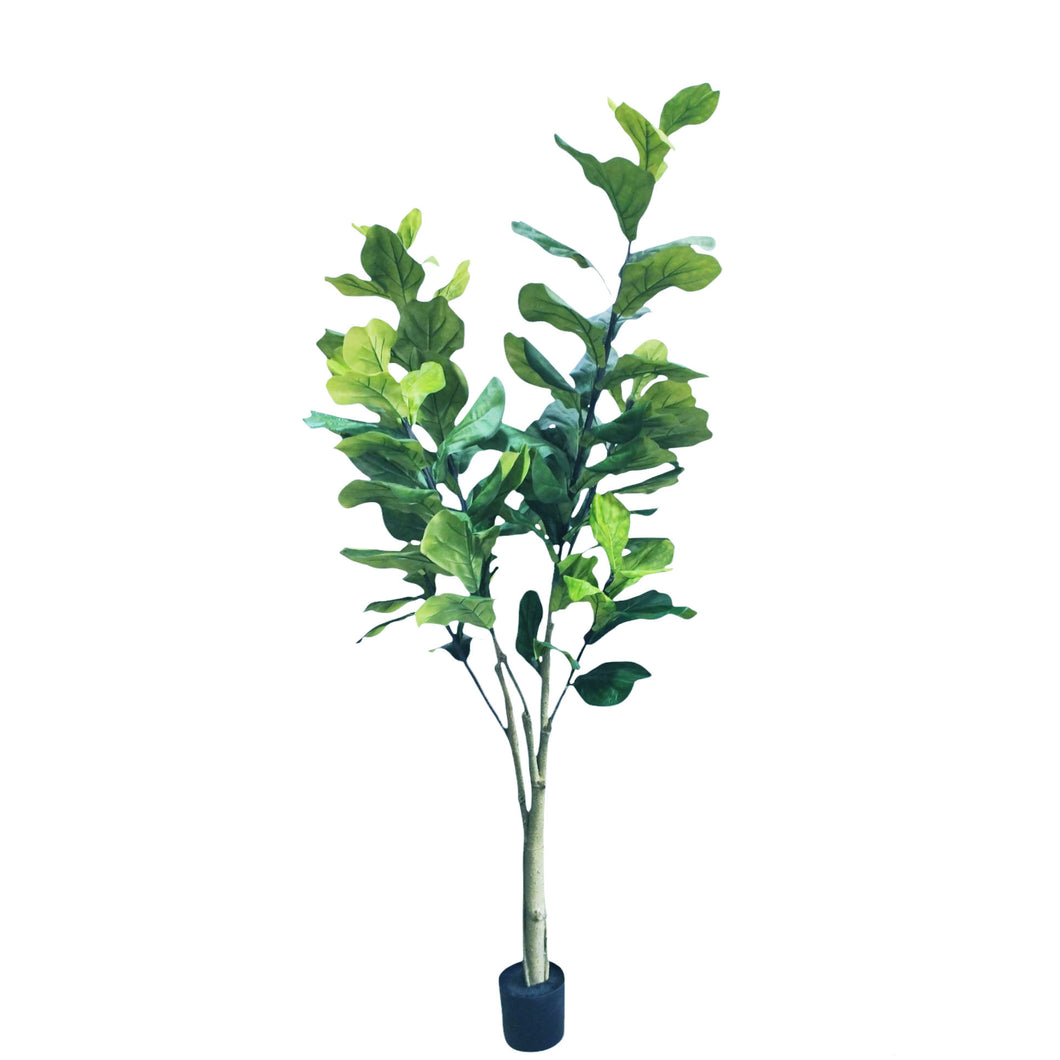 Fiddle Leaf Fig Tree 219cm.