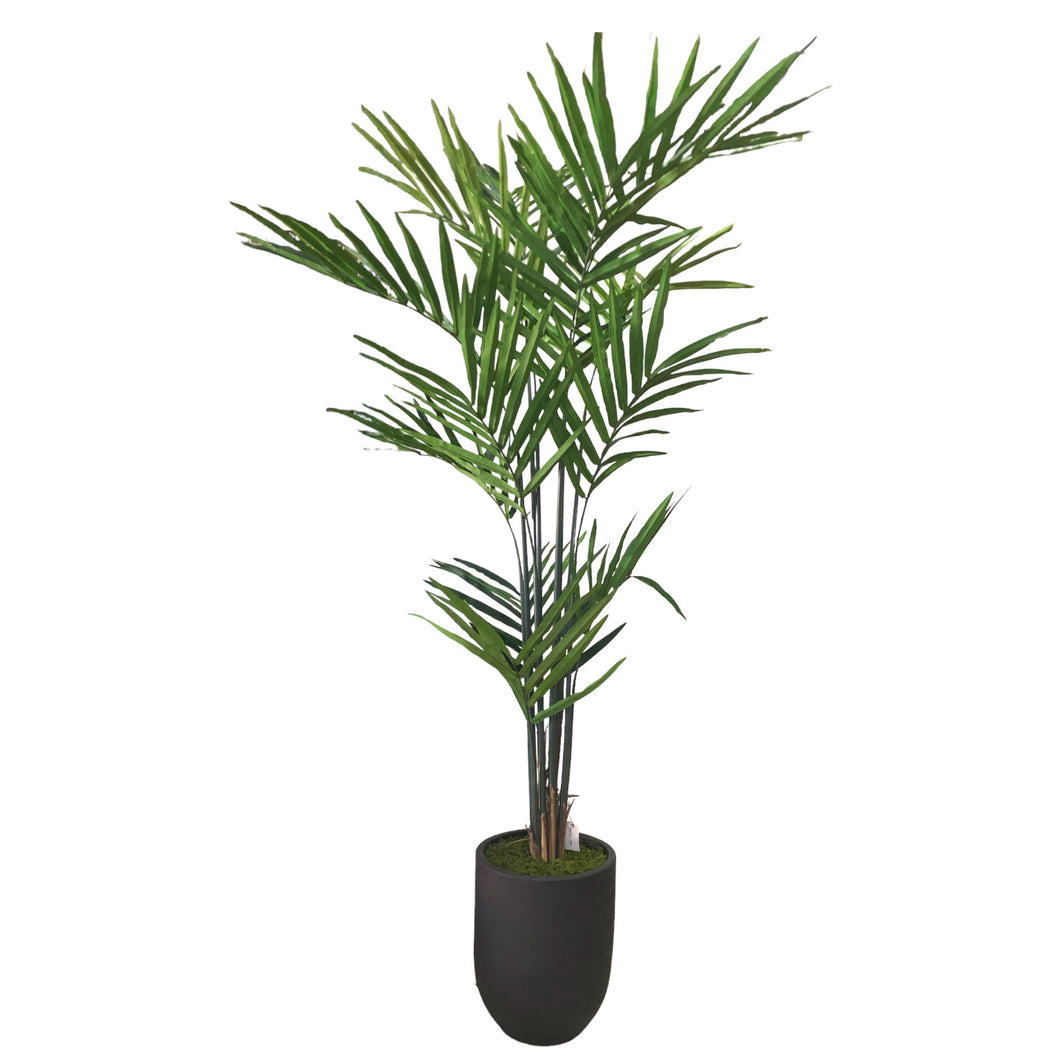 Palm Tree 226cm.