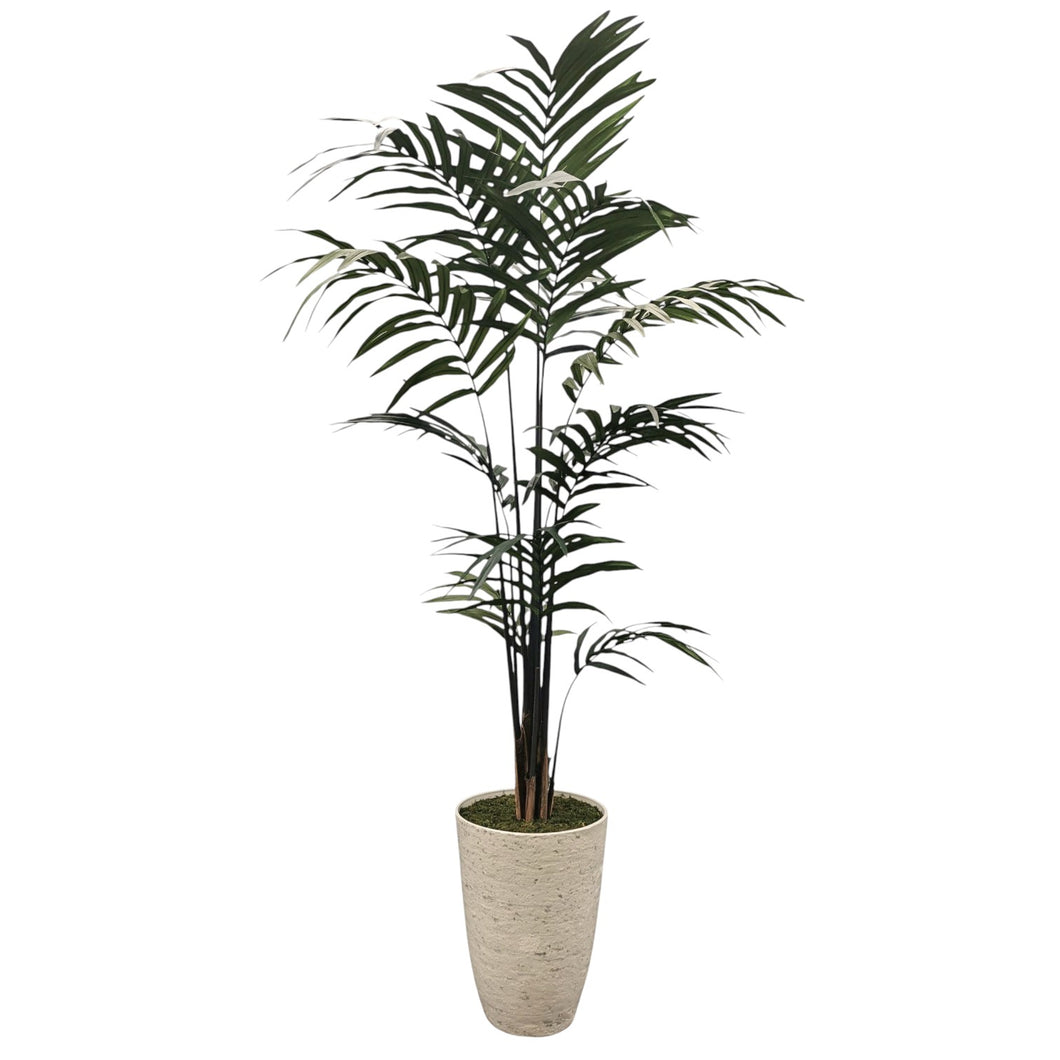 Palm Tree 242cm.