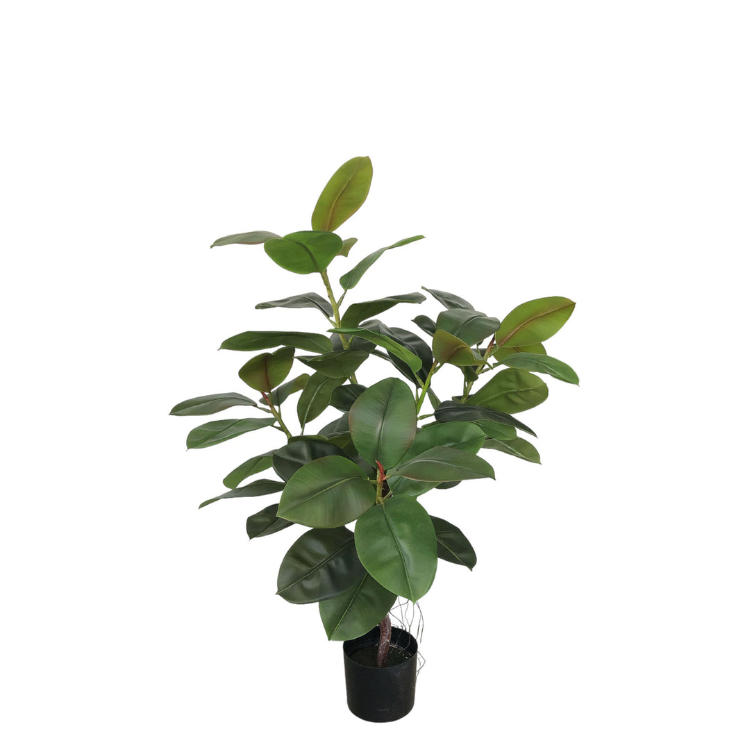 Rubber Tree 118cm.