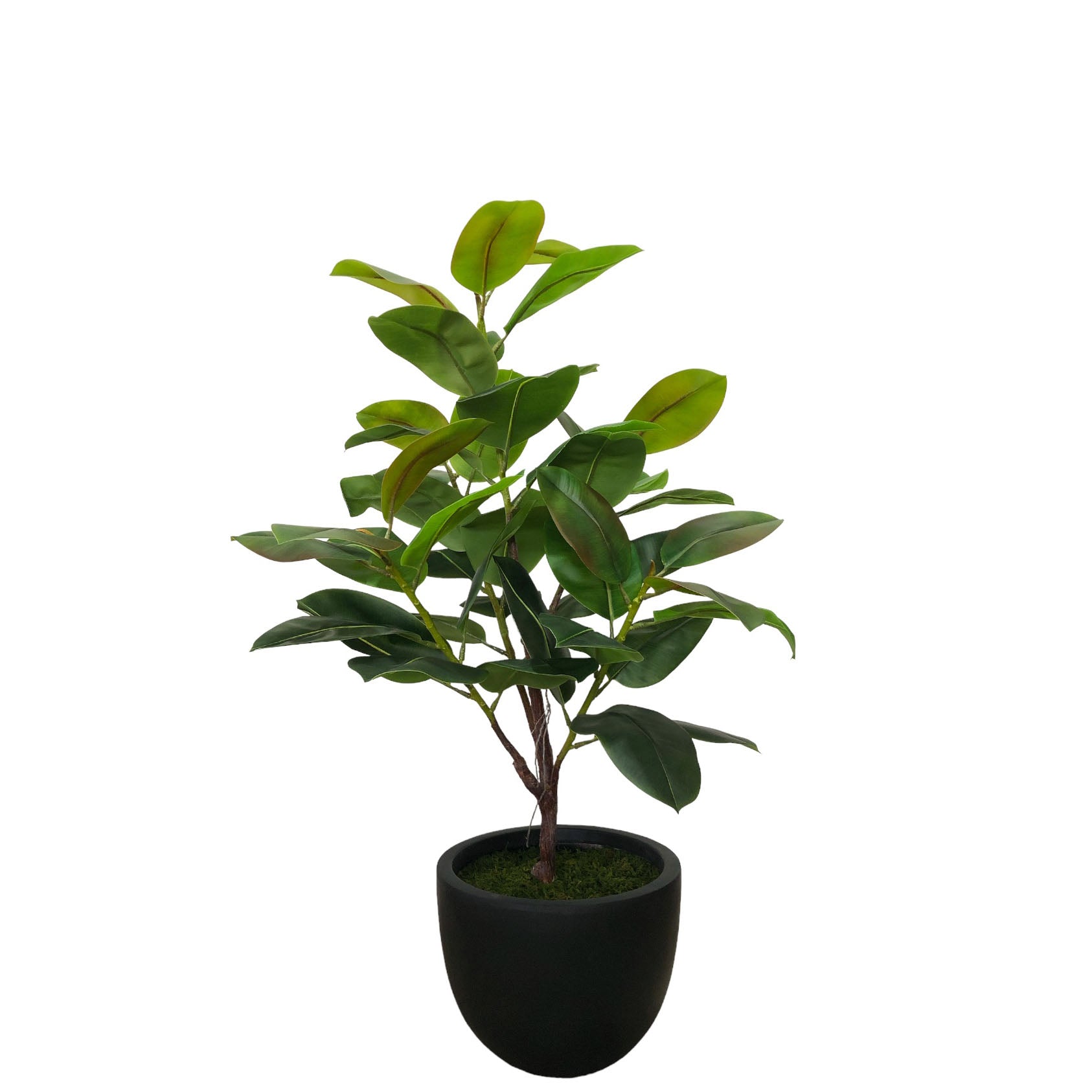 rubber tree ph Rubber Tree 122cm. – Flourish_ph