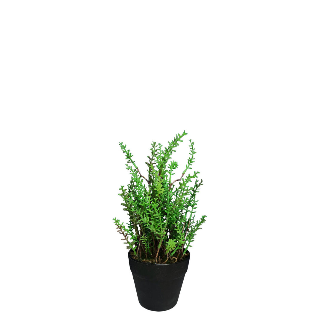 Potted Plant 25cm.