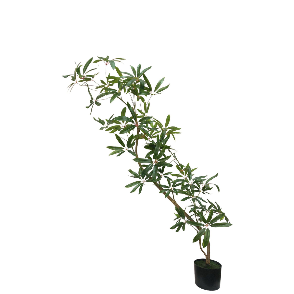 Schefflera Tree 127cm. – Flourish_ph