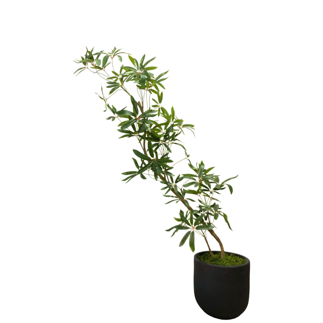 Schefflera Tree 130cm.