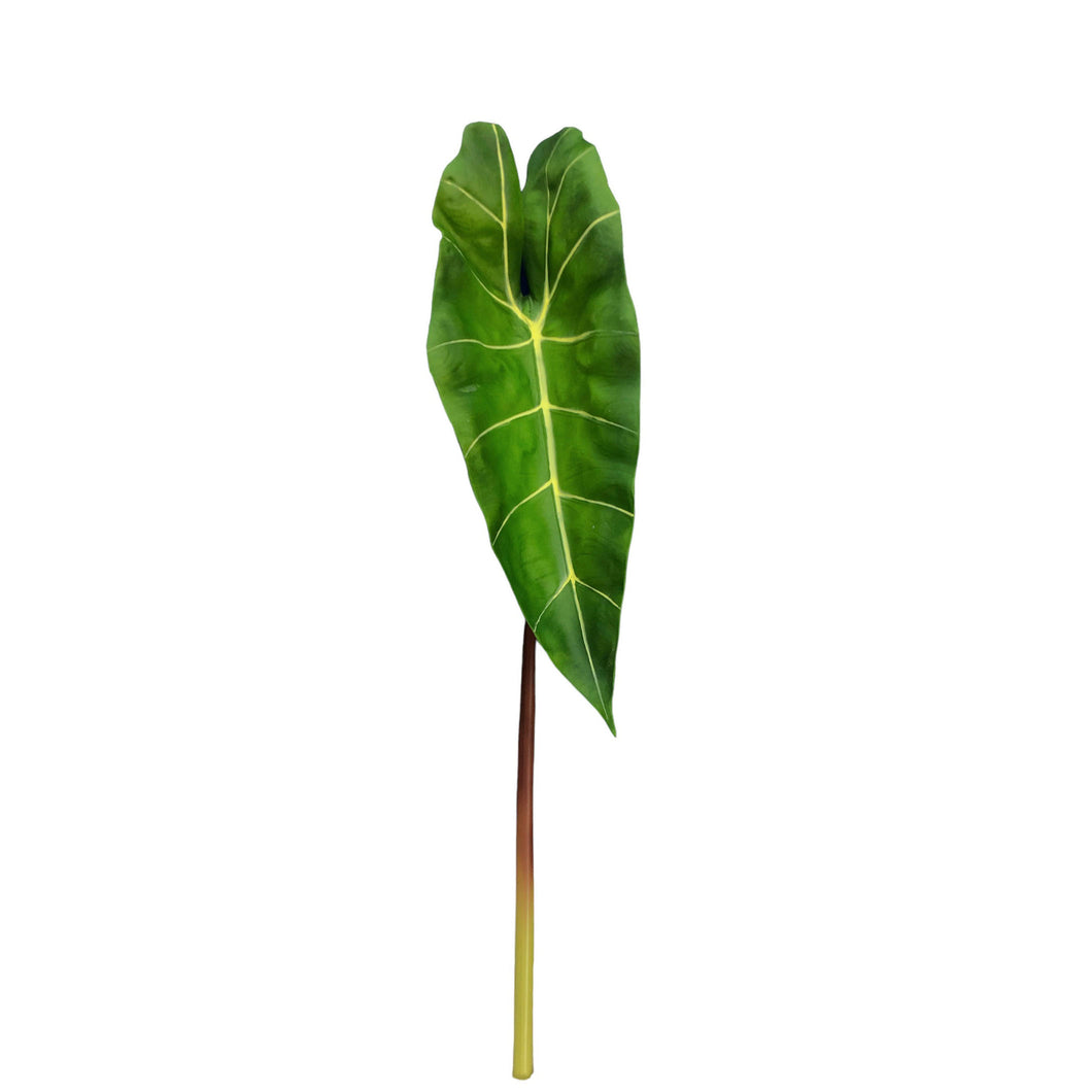 Philodendron 82cm.