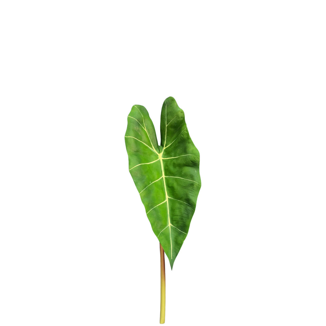 Philodendron 60cm.