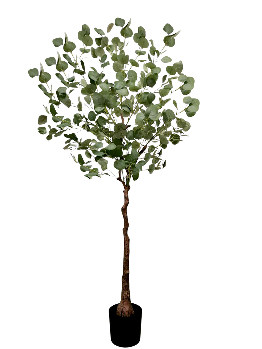 Eucalyptus Tree 155cm. – Flourish_ph