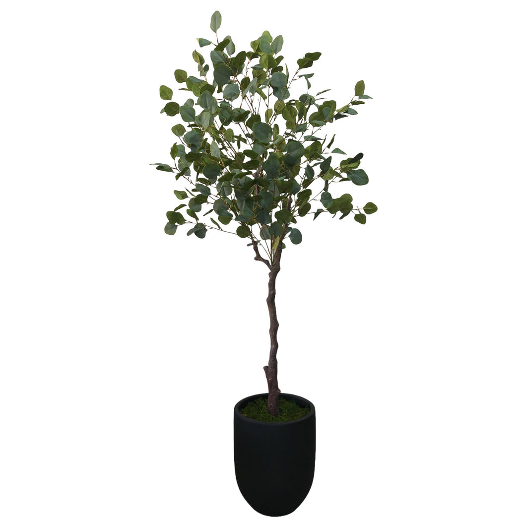 Eucalyptus Tree 171cm.