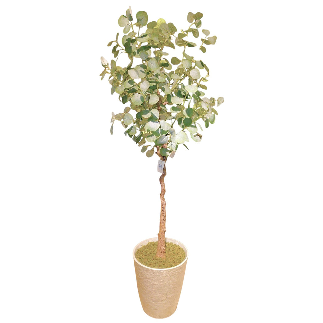 Eucalyptus Tree 174cm.