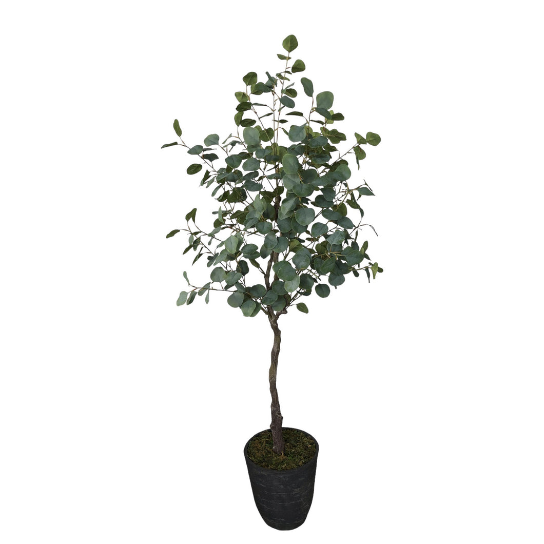 Eucalyptus Tree 170cm.