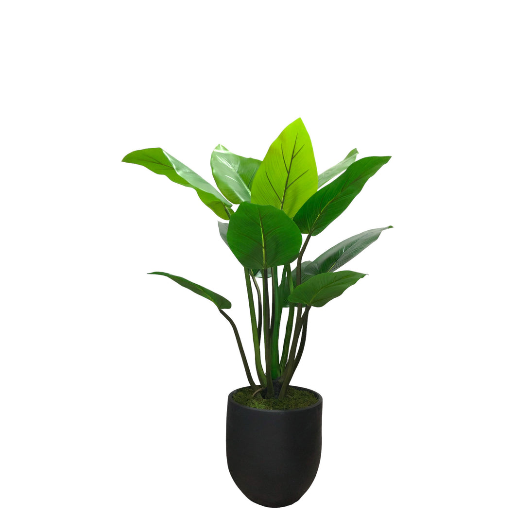 Bird of Paradise Plant 140cm.