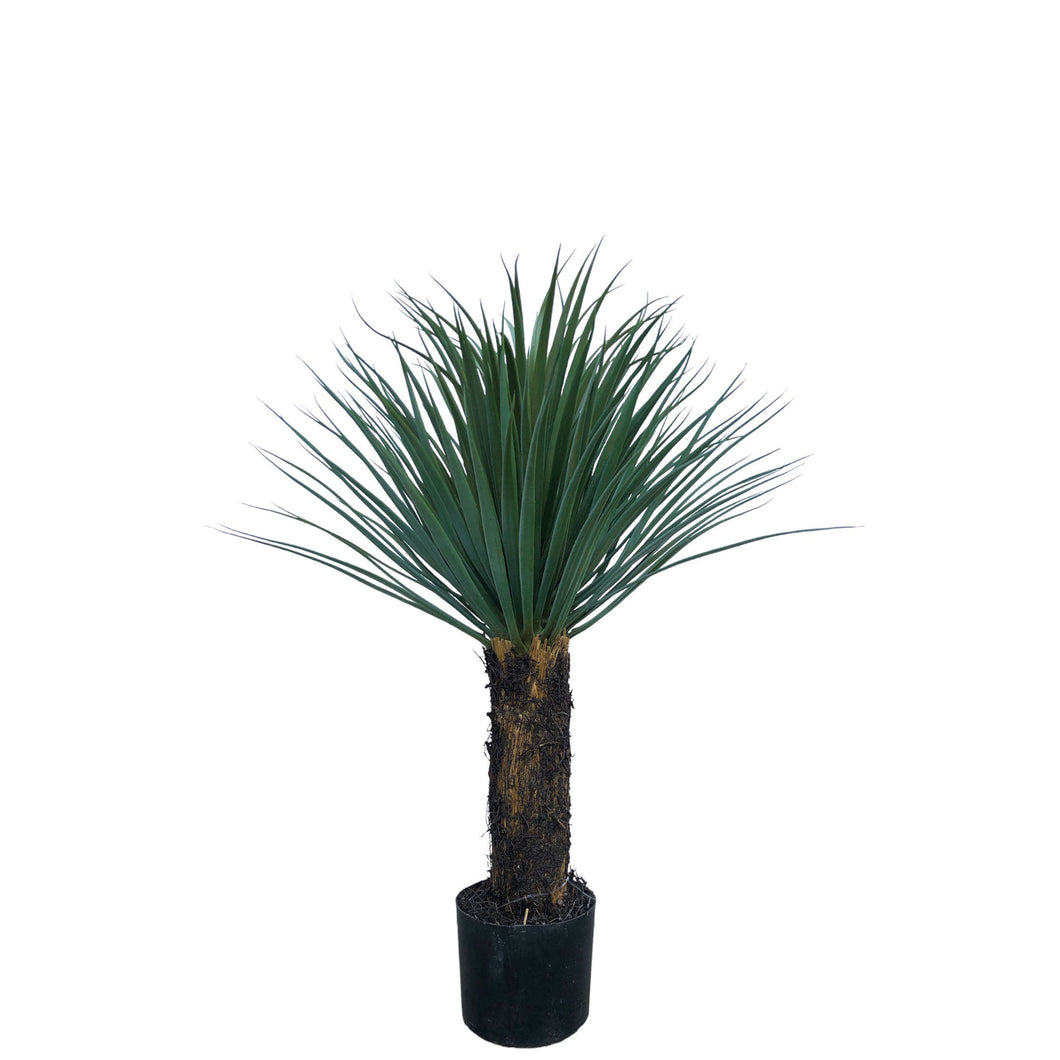 Yucca Rostrata Tree 84cm.
