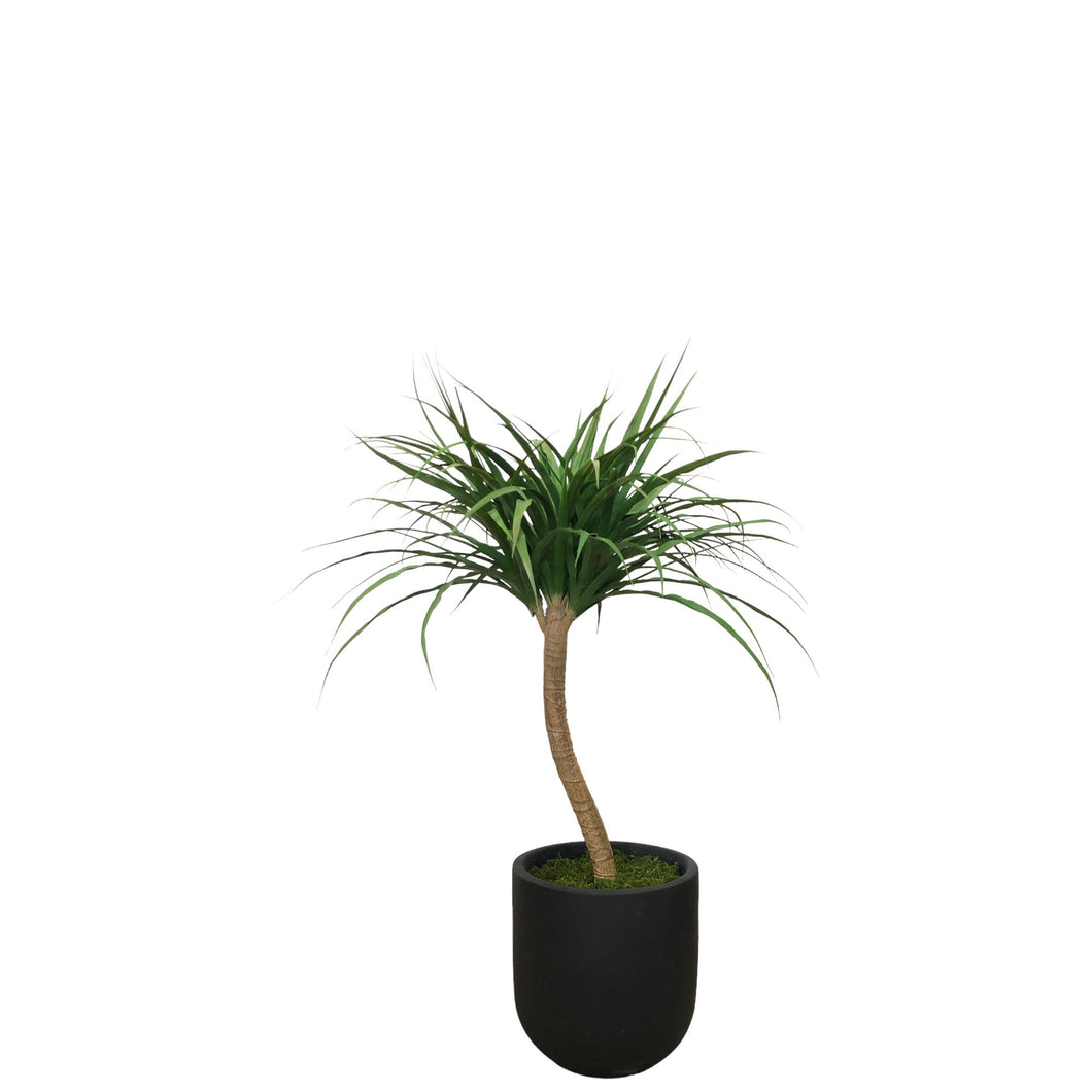 Dracaena Tree 110cm.