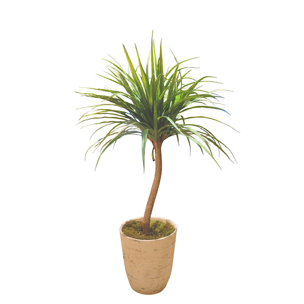 Dracaena Tree 115cm.