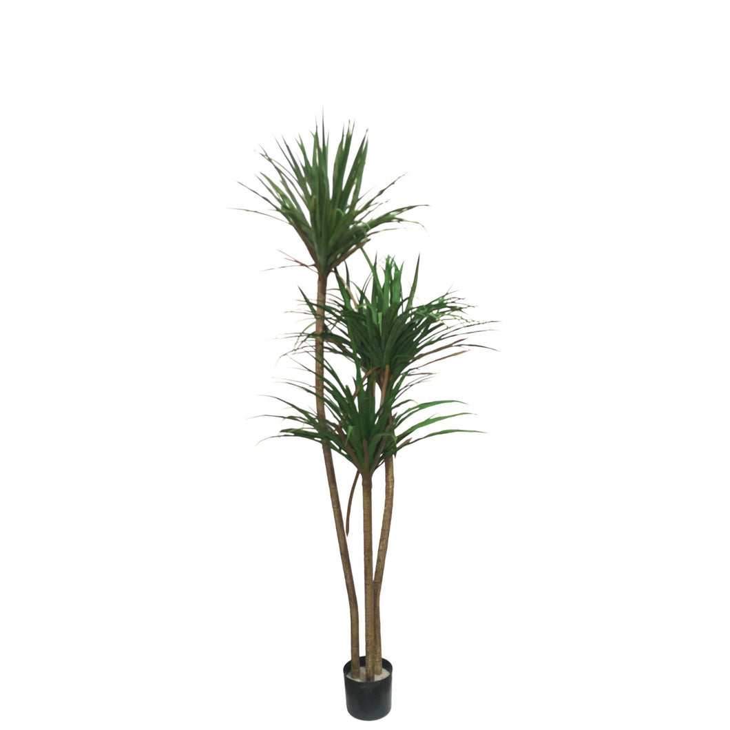 Dracaena Tree 170cm.