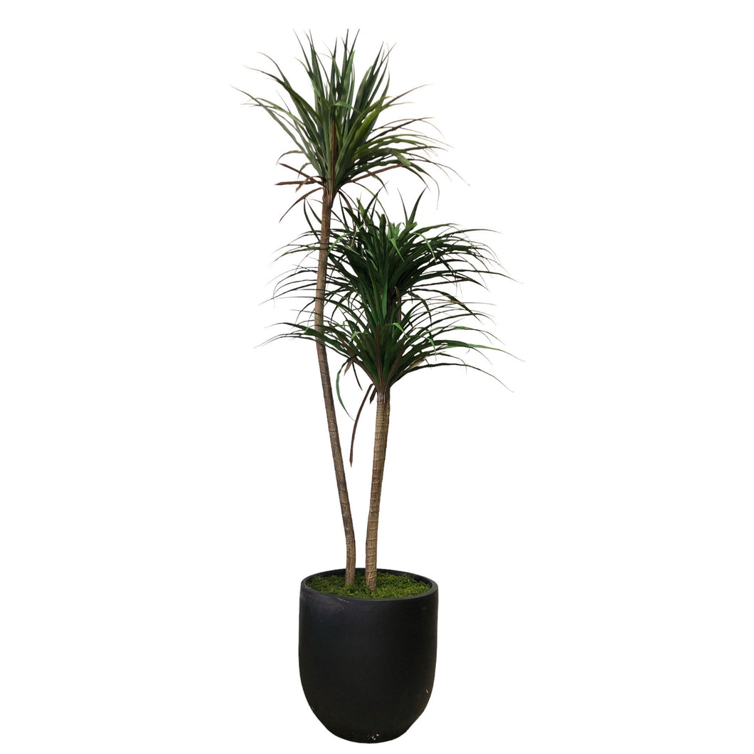 Dracaena Tree 183cm.