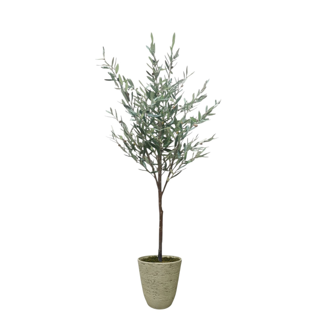 Olive Tree 175cm.