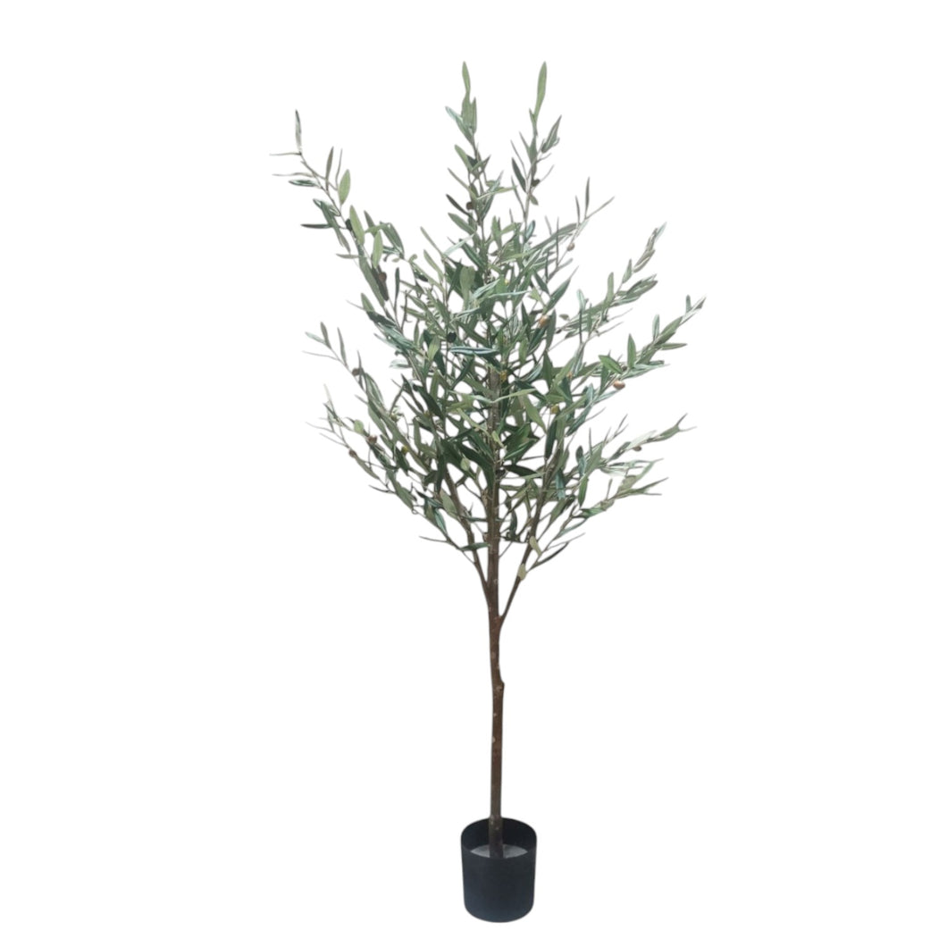 Olive Tree 153cm.