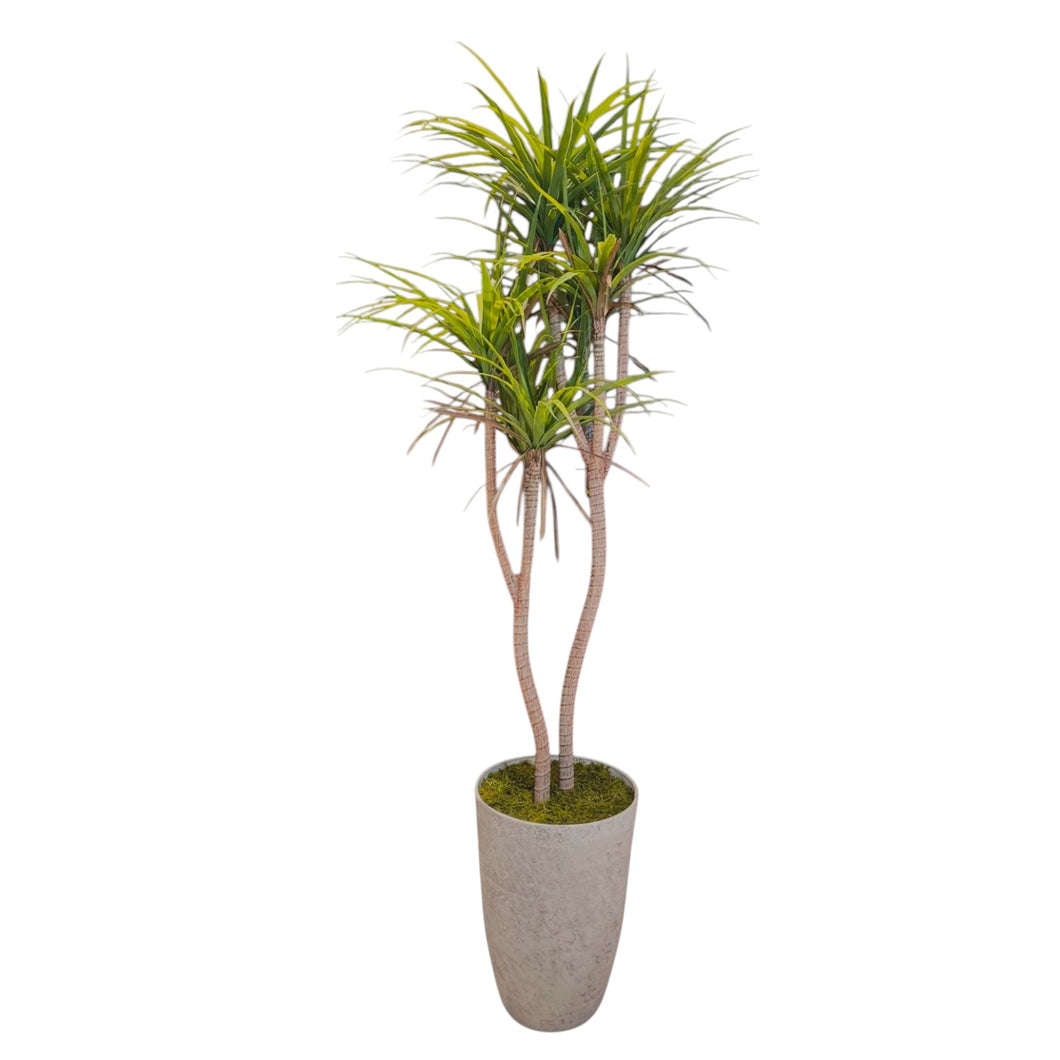 Dracaena Tree 205cm.
