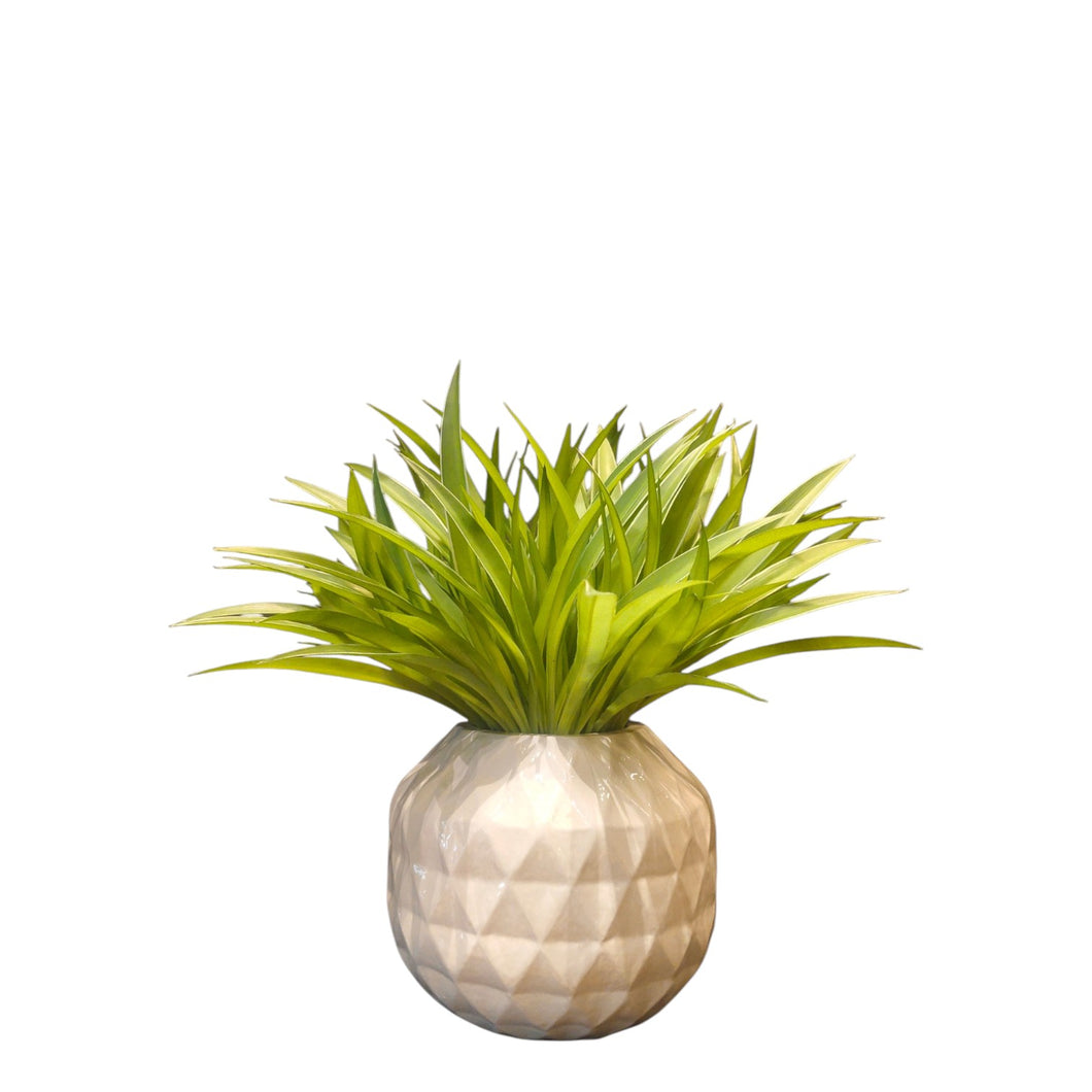 NDFA112 Spider Plant Bush Arrangement