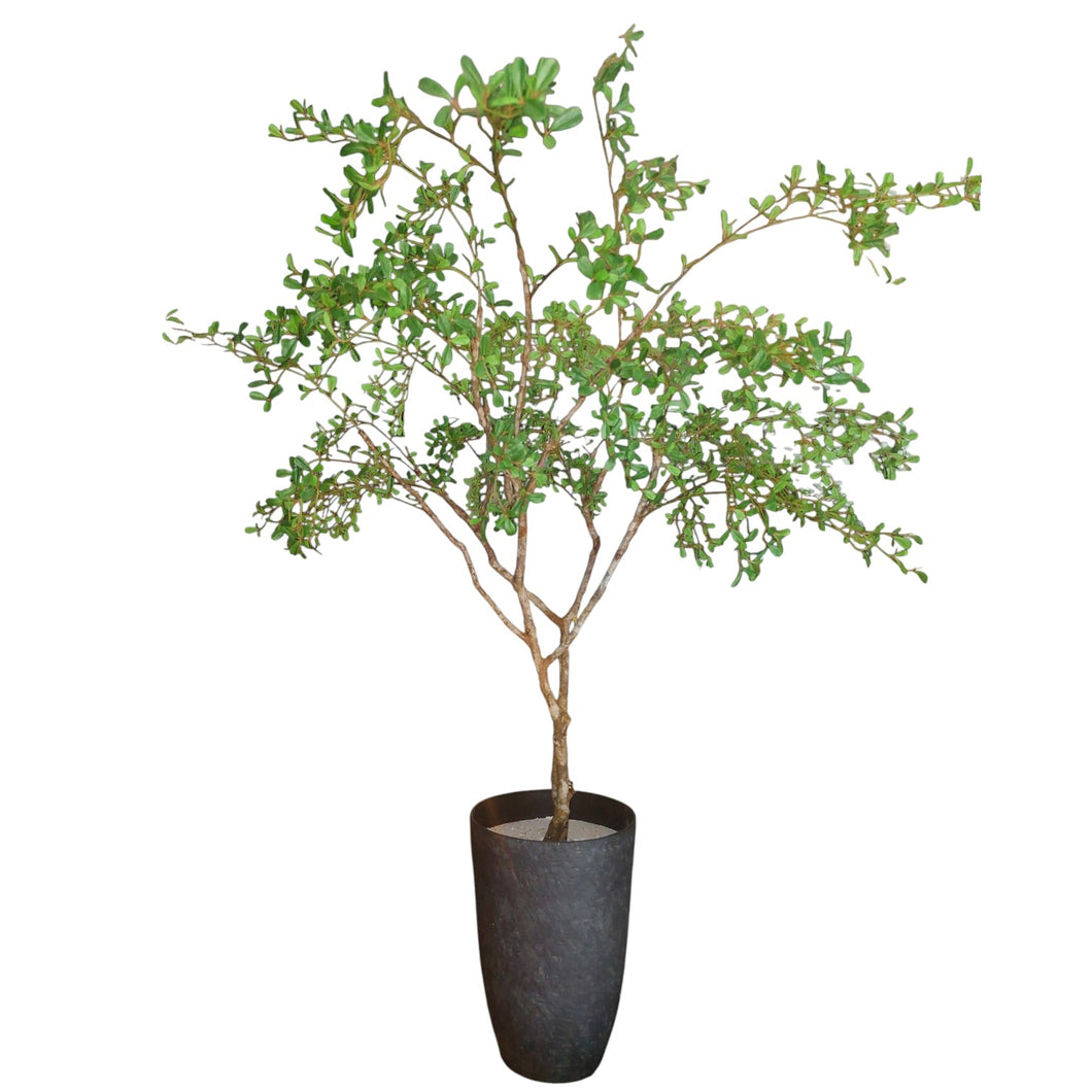 NDFA114 Foliage Arrangement