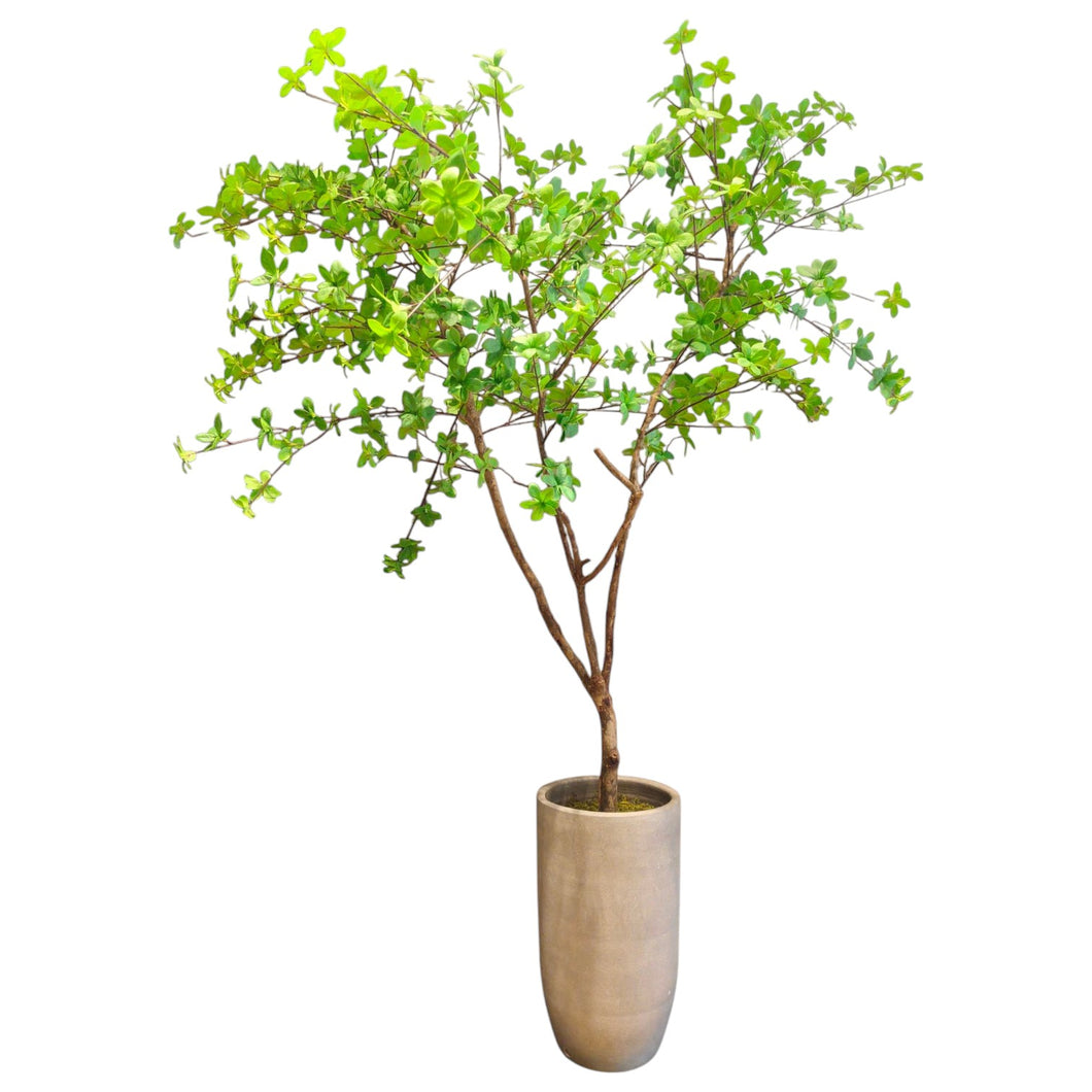 NDFA117 Enkianthus Arrangement