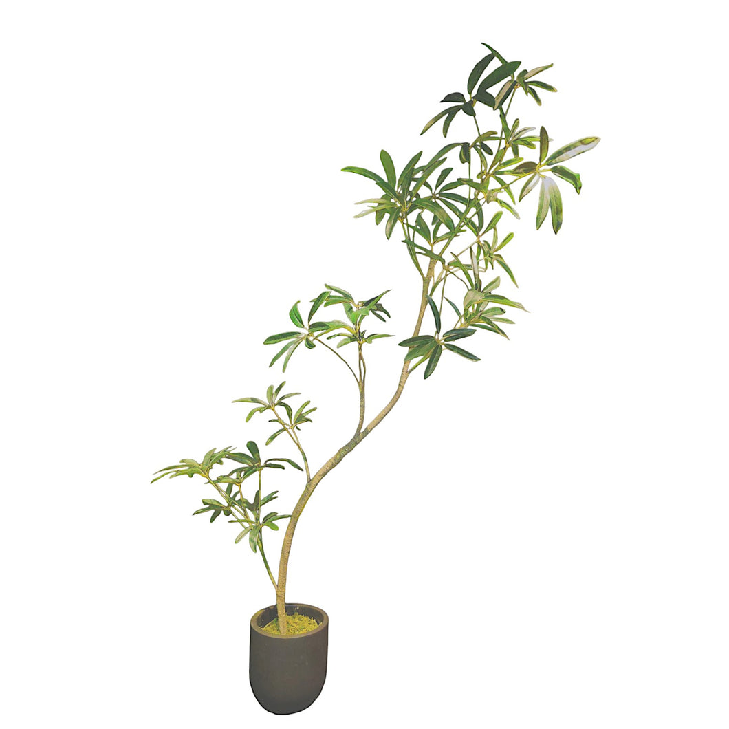 NDFA161 Schefflera Arrangement