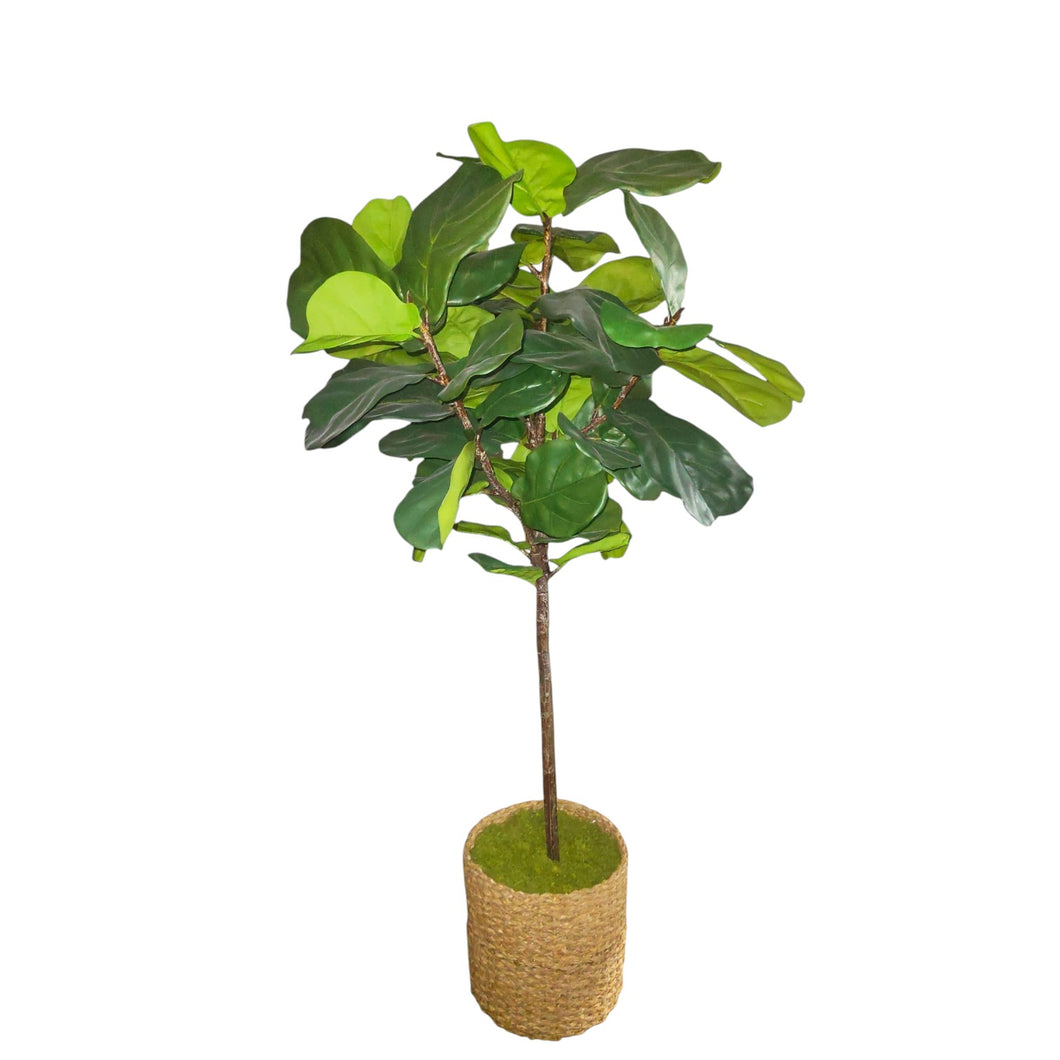 NDFA170 Fiddle Leaf Fig Tree