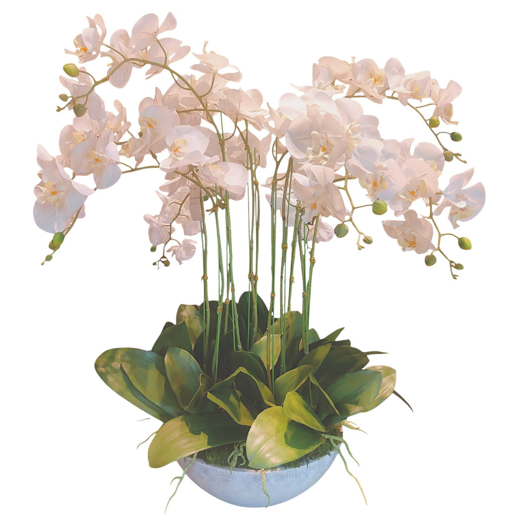 NDFA174 Orchid Arrangement