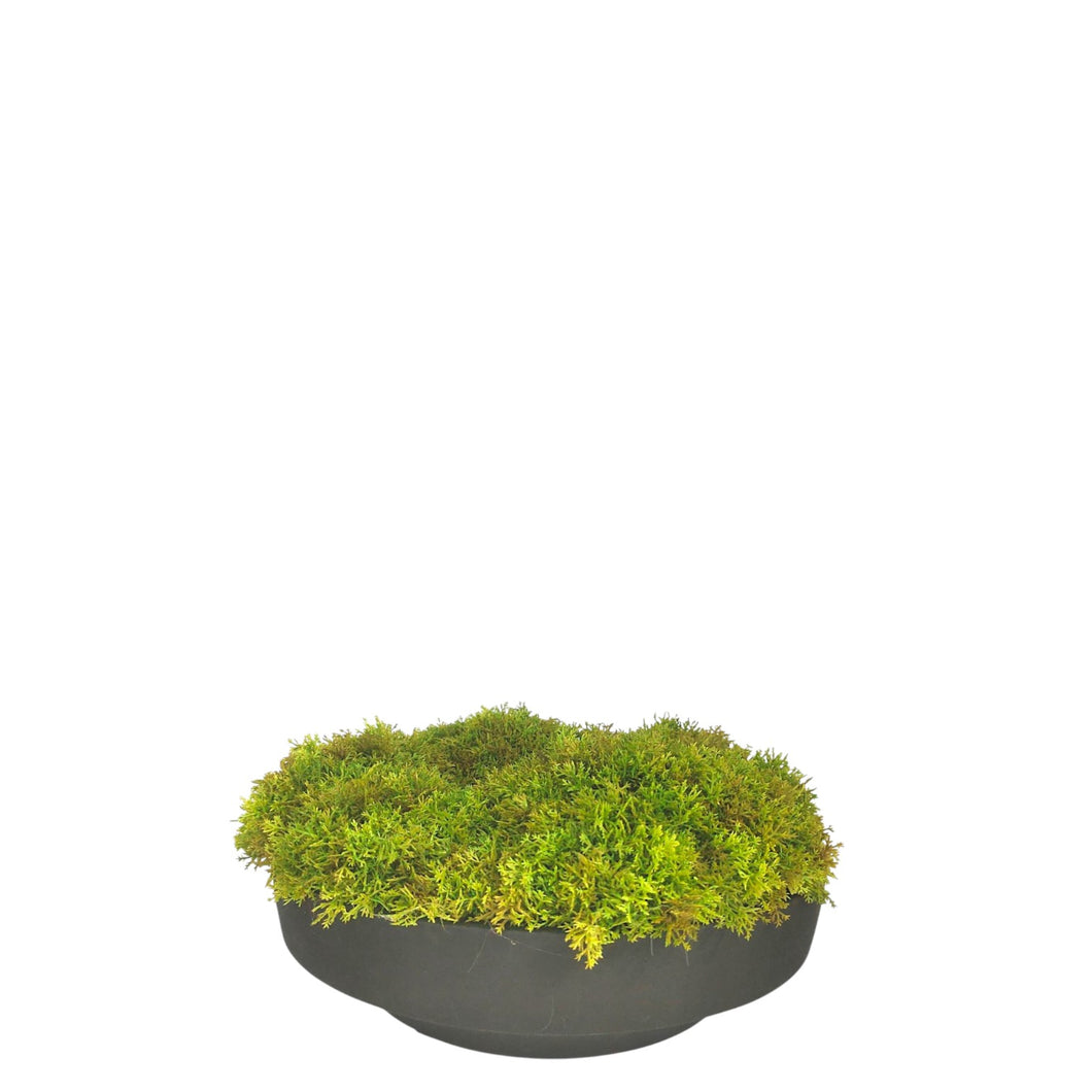 NDFA177 Moss Turf Arrangement