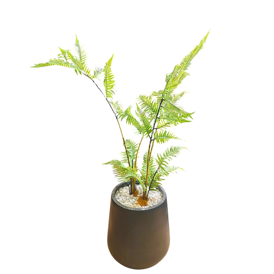 Fern Tree 169cm.