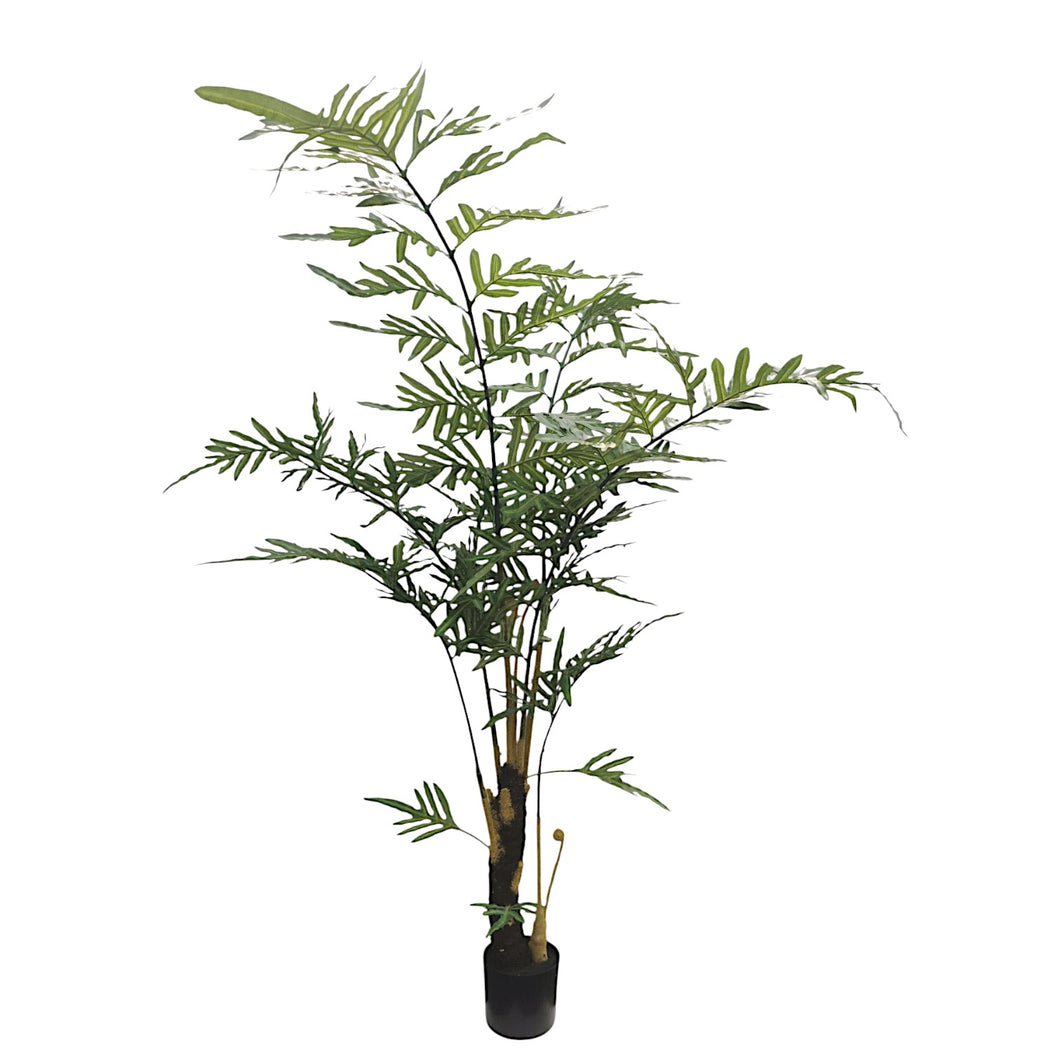 Fern Tree 200cm.
