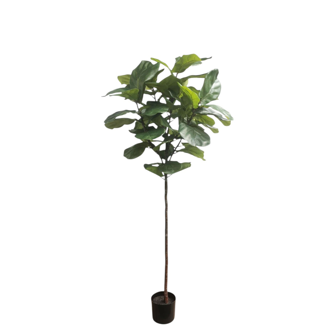 Fiddle-Leaf Fig Tree 169cm.