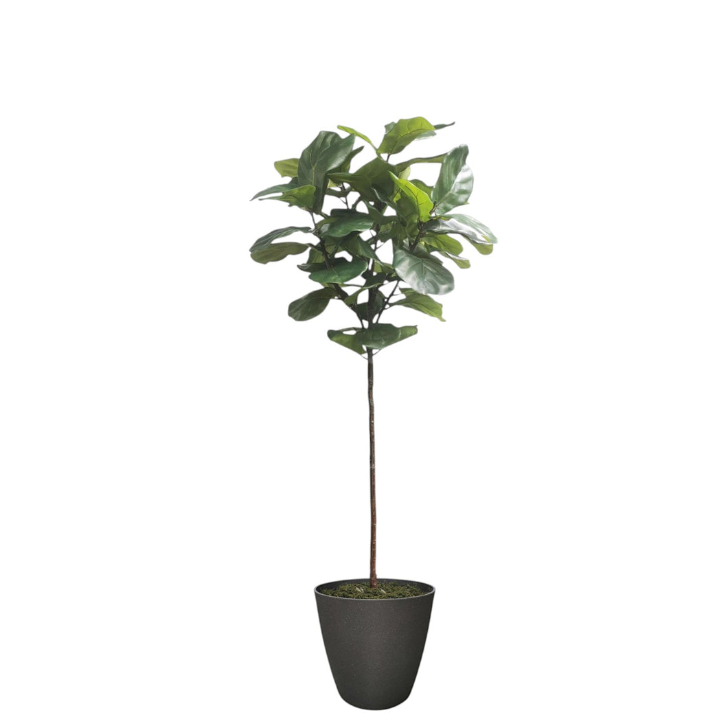 Fiddle-Leaf Fig Tree 185cm.