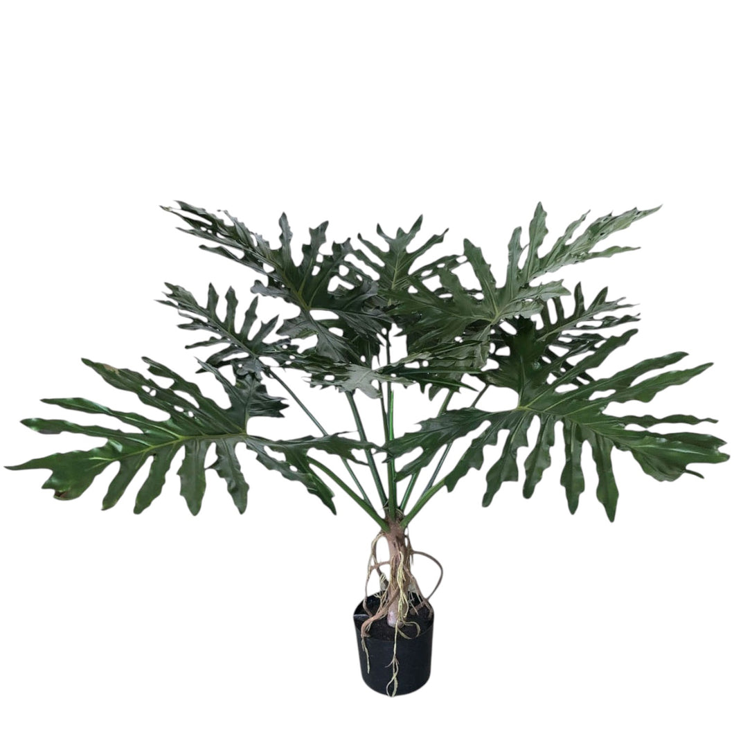 Split Leaf Philodendron 127cm.