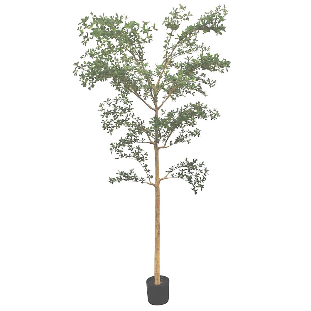 Shady Lady Tree 260cm.