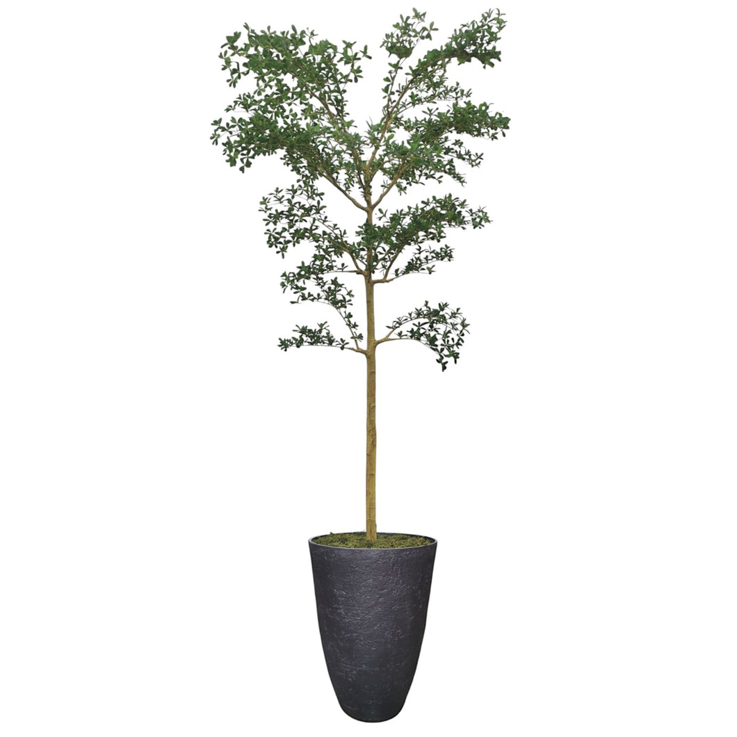 Shady Lady Tree 320cm.