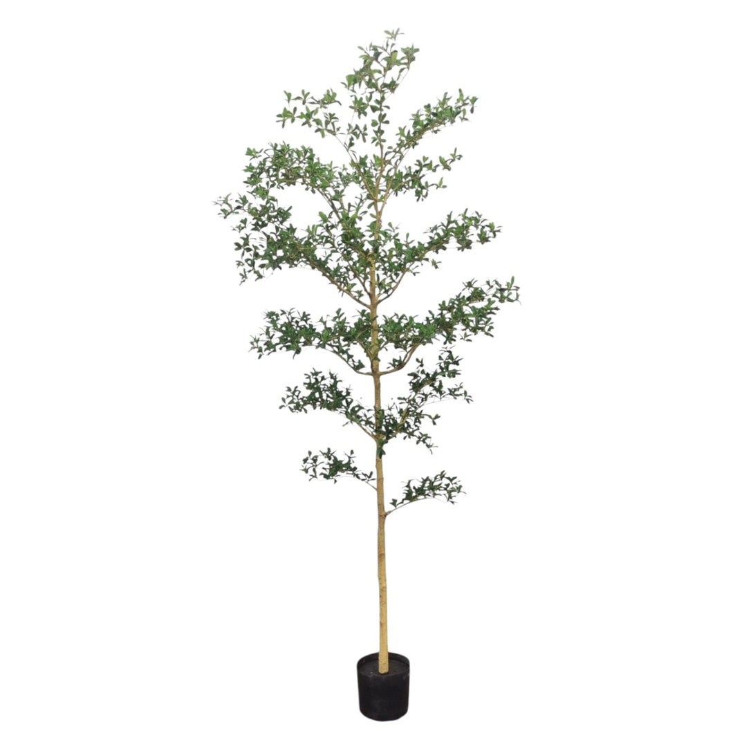 Shady Lady Tree 244cm.