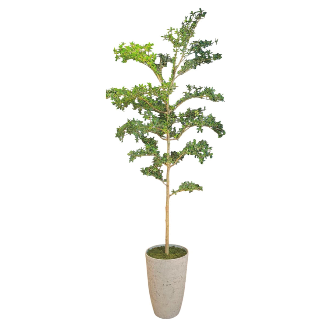 Shady Lady Tree 290cm.