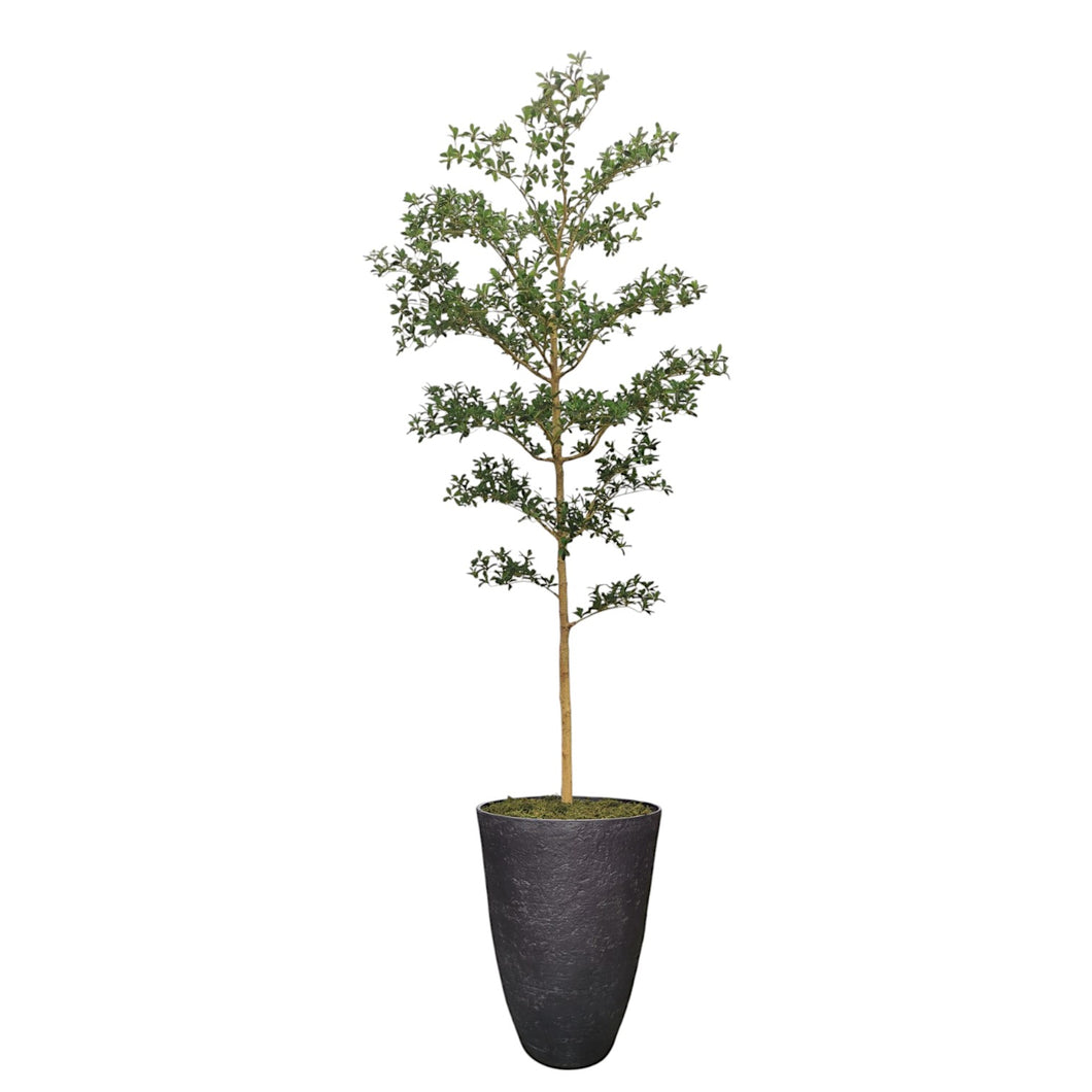 Shady Lady Tree 290cm.