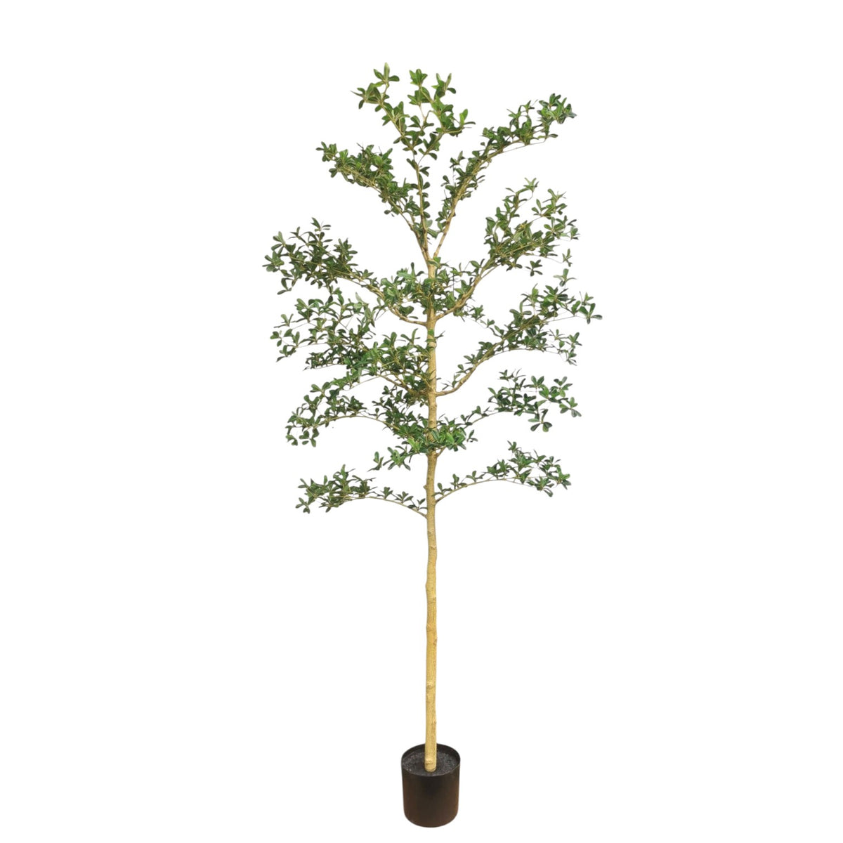 Shady Lady Tree 214cm. – Flourish_ph