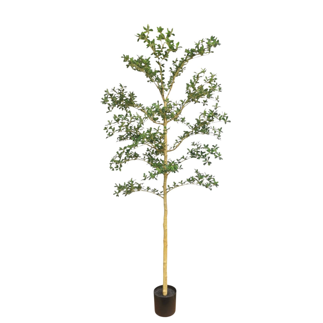 Shady Lady Tree 214cm.