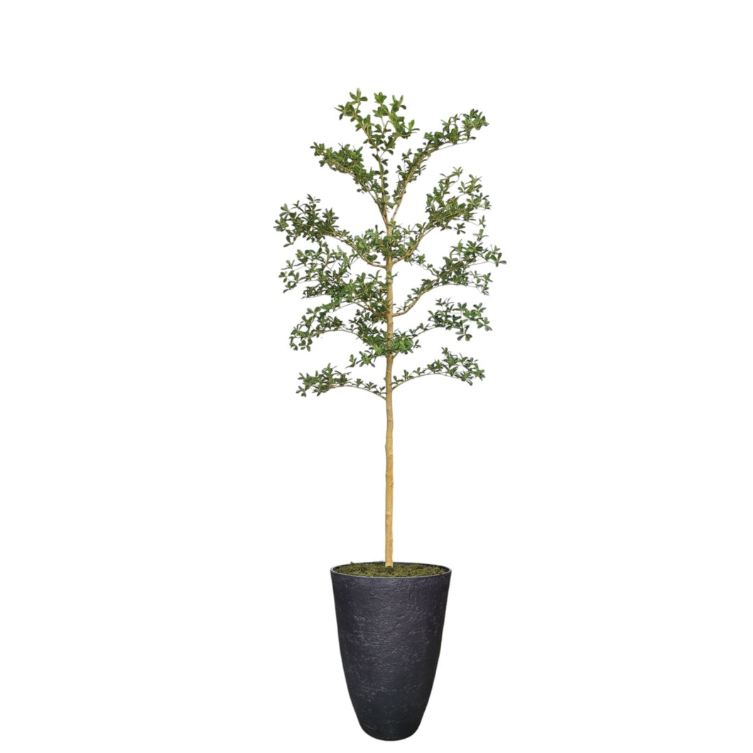 Shady Lady Tree 255cm.