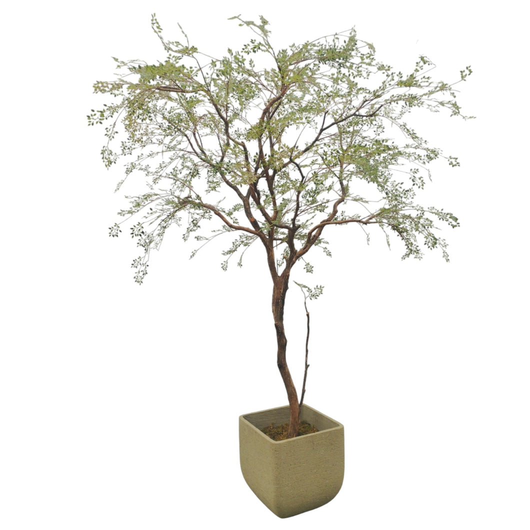Benjamina Tree 260cm.